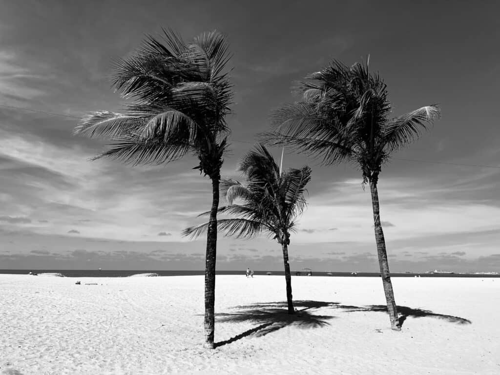 Palm trees on a beach